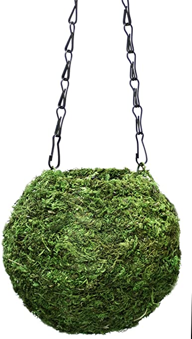 Kokedama (Moss Ball) Plant Pot with Chain
